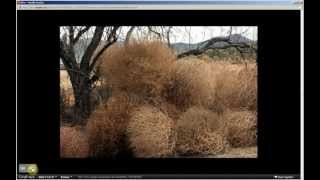 Salsola tragus  Russian Tumbleweed Pt 1 of 2 [upl. by Kramnhoj620]