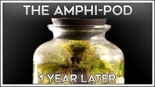 A Look Inside  The AmphiPod is 1 Year Old [upl. by Ronoh]