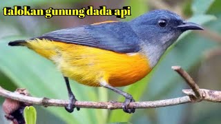 Burung TALOKAN GUNUNG dada api gacor  PANCINGAN BUNYI TALOKAN GUNUNG DADA API [upl. by Mercorr]