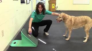 Super Duper Flyball Training Video  Train Your Dog [upl. by Timothea]