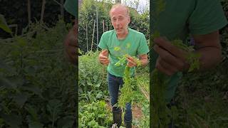 Chickweed stellaria media foraging herbs gardening permaculture nativeplants explore nature [upl. by Leroj]