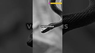 Worlds No1 Venomous snake quotInland Taipan quot🤯 explorer venomous youtube [upl. by Stallworth]