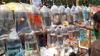 RECENT AQUARIUM FISH PRICE UPDATE GALIFF STREET FISH MARKET KOLKATA CHEAP PRICE VISIT 26 DEC 2021 [upl. by Nedac971]