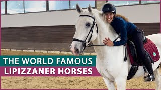 Riding the Lipizzaner Horse at the Lipica Stud Farm [upl. by Adnylem]