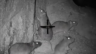 Big Rat shooting 2023  Night hunting rats with thermal scope  shooting rats in farm at night [upl. by Atteloc]