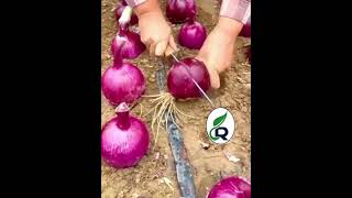 Harvesting Beautiful Purple Onion shortsvideo gardening [upl. by Adner]