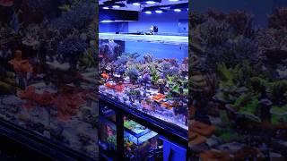 A Reef on LAND aquarium video shorts topshelfaquatics [upl. by Yhtomot]