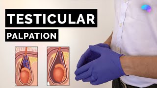 Testicular Palpation Technique  How to Examine Testicles  OSCE Guide  UKMLA  CPSA [upl. by Dahsraf736]