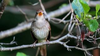 Common Nightingale [upl. by Deedee]