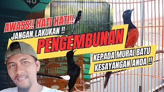 HATI HATI JANGAN LAKUKAN PENGEMBUNAN KEPADA MURAI BATU [upl. by Elyagiba]