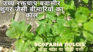 Scoparia dulcis  Meethi Patti Ghoda Ghans Herbs [upl. by Gnirol876]