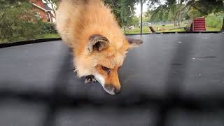 Finnegan Fox and his friends are loving the new trampoline addition to their yard [upl. by Ecitnerp]