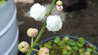 Sagittaria japonica  Grow and care tips  Aquatic plant  My water garden 17102021 [upl. by Tonya]