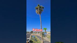 Poda de palmas en arizona arizona palmas vira  landscaping fyp [upl. by Krm]