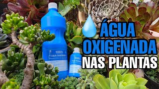 SUCULENTAS e PLANTAS sem PRAGAS e saudáveis com ÁGUA OXIGENADA [upl. by Uchish]