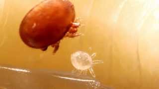 Biologie der Varroamilbe  Biology of the Varroa Mite [upl. by Ewall41]