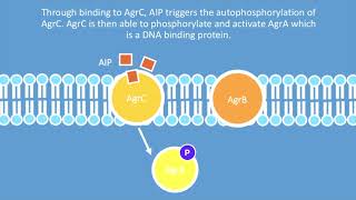 Quorum sensing in bacteria 2 [upl. by Tara]