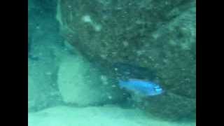 Labeotropheus Trewavasae red top Thumbi West Video from Lake Malawi [upl. by Wandie]