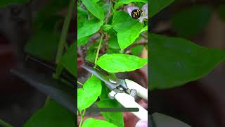 how do you get a bougainvillier to bloom shortvideo viral seeds gardening plants [upl. by Nealy585]