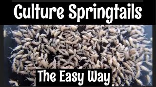 How to Culture Springtails [upl. by Valeta]