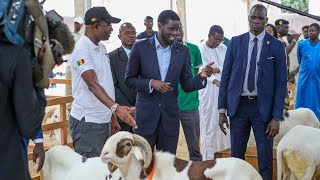 TABASKI 2024  Le Pr Bassirou Diomaye Faye au point de vente de moutons de la bergerie GALOYA [upl. by Vitkun]