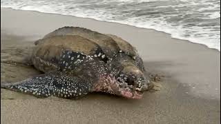 Leatherback Turtle Grande Riviere Beach Trinidad [upl. by Prudence673]