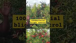 100 Bacterial Blight Control Pomogranate farming shorts దానిమ్మ Feedback [upl. by Atnwahs]