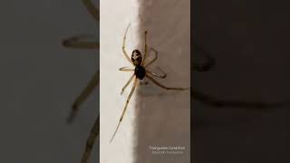 False Widow Spider [upl. by Shumway512]