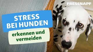 Stress bei Hunden erkennen und vermeiden I FRESSNAPF [upl. by Selig]