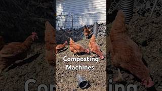 Chicken Composters chickens homesteading animals [upl. by Anerual]