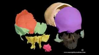 Cranial motion colored bones 21 sec movie [upl. by Eiramoj]