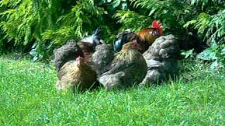 Gold Partridge Pekins wwwperfectpekinscouk [upl. by Seth958]