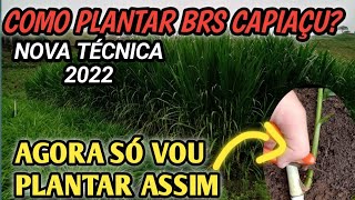 Nova técnica Pra plantar Brs capiaçu veja como fazer método 2022 agora só vou plantar assim [upl. by Woods235]