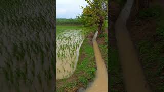 Vivasayam mass whatsapp status tamil 🔥 💙 viralvideo vivasayee vivasaye nature shorts [upl. by Naga180]