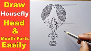 how to draw head and mouth parts of housefly  housefly head part diagram  mouth part diagram [upl. by Dnalloh]