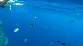 Oceanic Whitetip Shark 150cm between people coral reef Sharks Bay Sharm El Sheikh Egypt 2092024 [upl. by Ninahs]