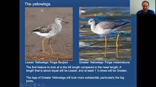 MiniTutorial Yellowlegs Stilt Sandpiper and Ruff [upl. by Buckels83]