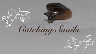 Quick Tip Catch the Snails ツ [upl. by Beverly541]