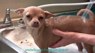 Dog loves getting a bath  Cutest chihuahua ever Tommy [upl. by Dickenson]