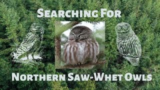 Searching For Northern SawWhet Owls [upl. by Ahseenak]