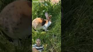 Standard Rex Rabbit Tri color bunny rabbit animals cute rabbitrabbit [upl. by Lonnie]