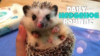 Hedgehog Care Daily Hedgehog Routine [upl. by Dis]