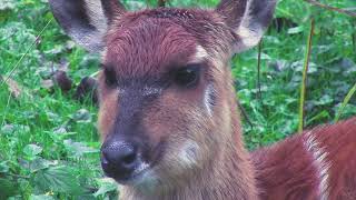 Sitting Sitatunga [upl. by Georgianne539]