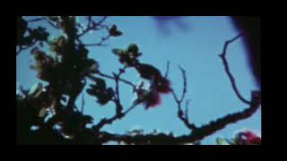 extinct kauai oo bird new footage [upl. by Hcardahs]