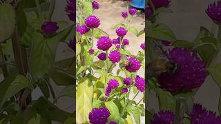 💜 బొగడ బంతి bogada banti flowers garden flowers love [upl. by Aratahs]