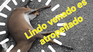 Venado es atropellado por un carro en la carretera [upl. by Macey]