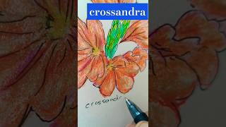 Drawing Crossandra  Botanika Malaya no 21 inktober2024 botanikamalaya [upl. by Toback]