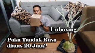 Unboxing Paku Tanduk Rusa Kecil harganya Puluhan Juta Platycerium veitchii auburn river [upl. by Jelks]