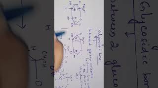 FORMATION OF GLYCOSIDIC BOND biochemistry biology glucose glycosidicbond [upl. by Adnilem48]