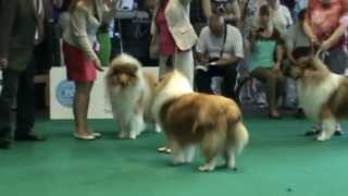 2013 WORLD DOG SHOW ROUGH COLLIE  best dog [upl. by Whitelaw]